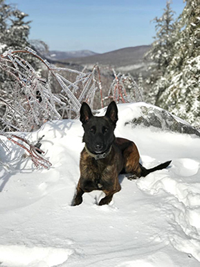 photo of k-9 dog in snow
